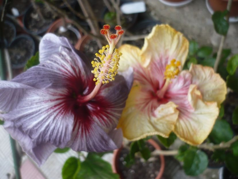 P1410208 - HIBISCUSI 2019-1