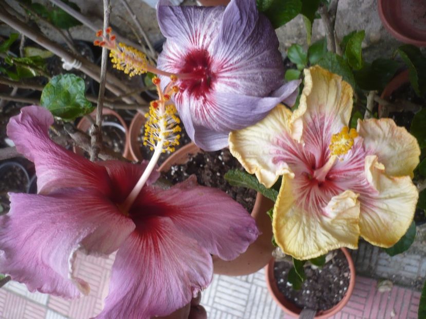 P1410210 - HIBISCUSI 2019-1