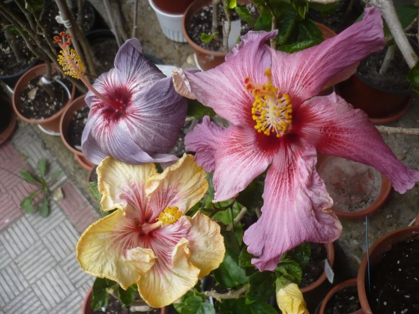 P1410211 - HIBISCUSI 2019-1