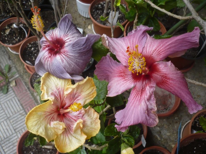 P1410212 - HIBISCUSI 2019-1