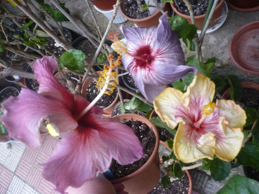 P1410213 - HIBISCUSI 2019-1