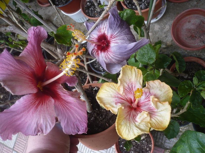 P1410214 - HIBISCUSI 2019-1