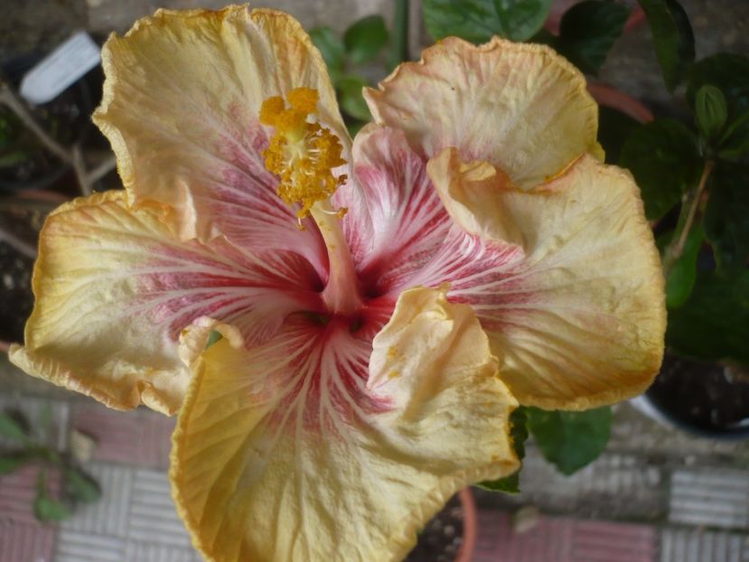 P1410215 - HIBISCUSI 2019-1