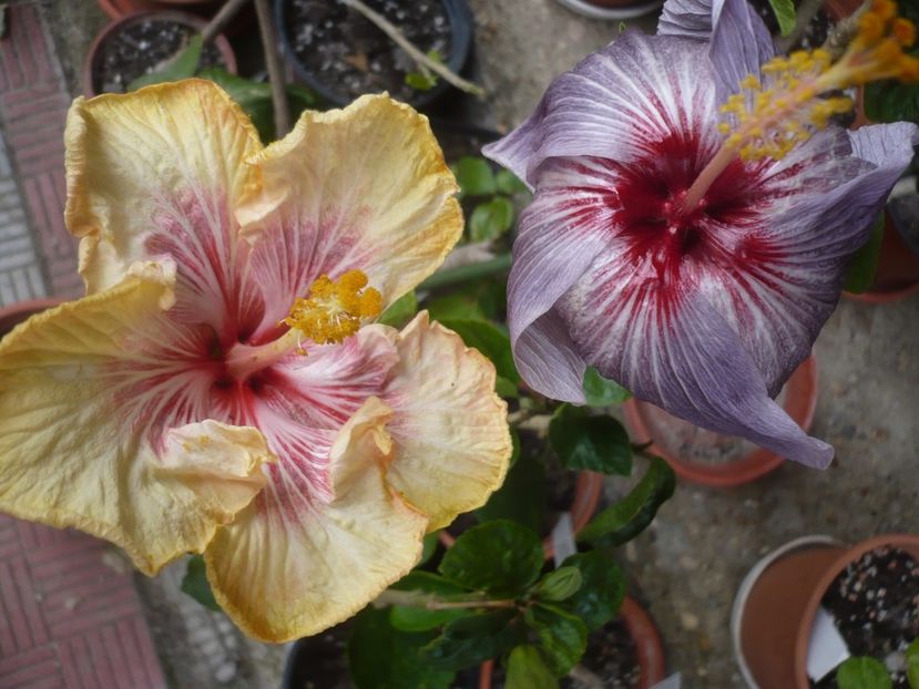 P1410216 - HIBISCUSI 2019-1