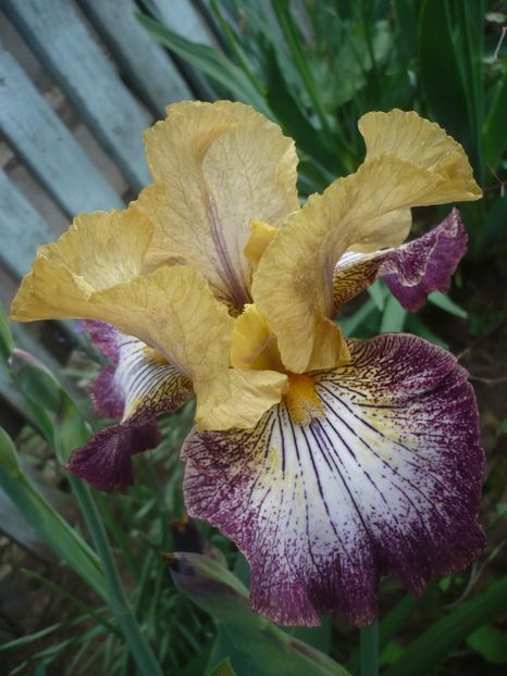 P1410218 - GRADINA 2019