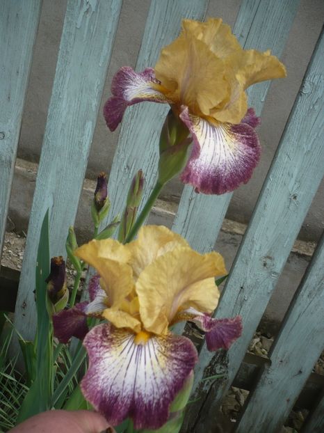 P1410219 - GRADINA 2019