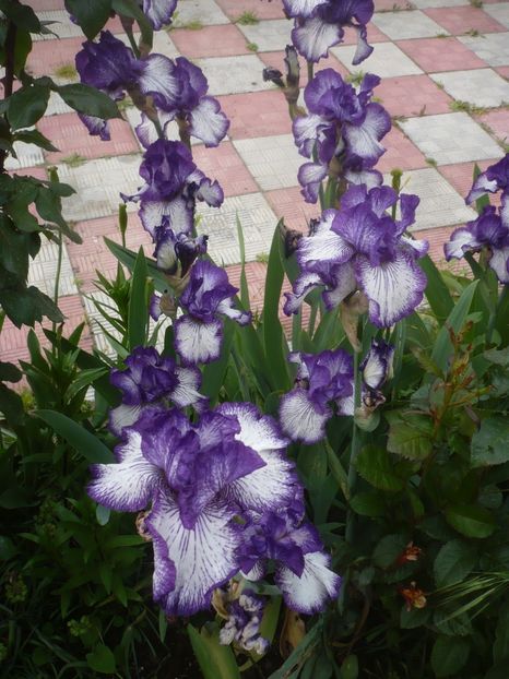 P1410220 - GRADINA 2019