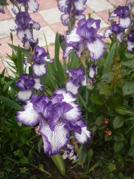 P1410221 - GRADINA 2019