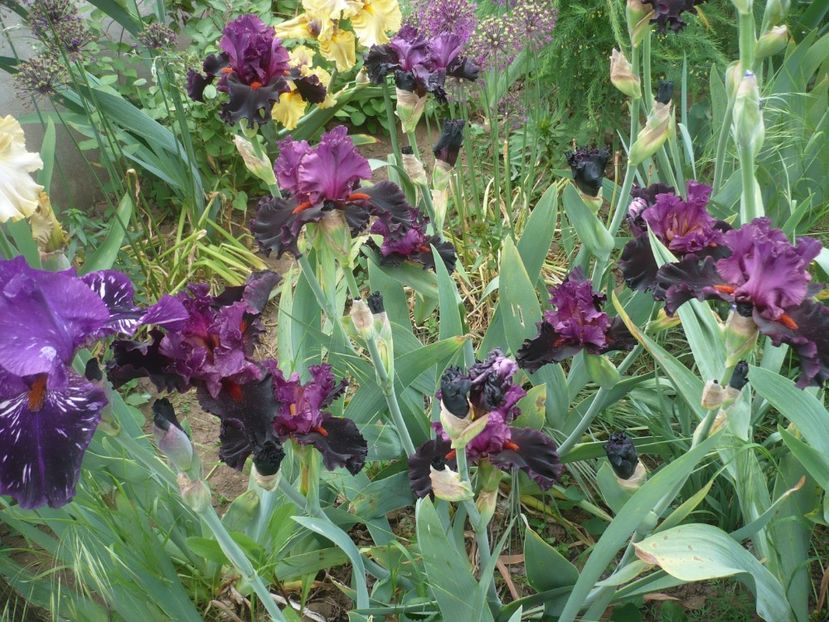 P1410224 - GRADINA 2019