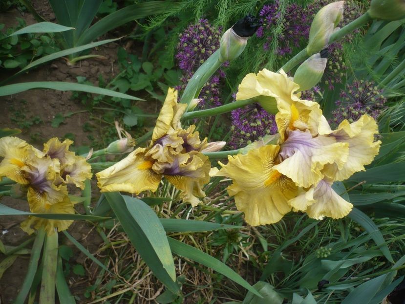 P1410226 - GRADINA 2019