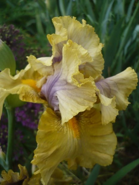 P1410227 - GRADINA 2019