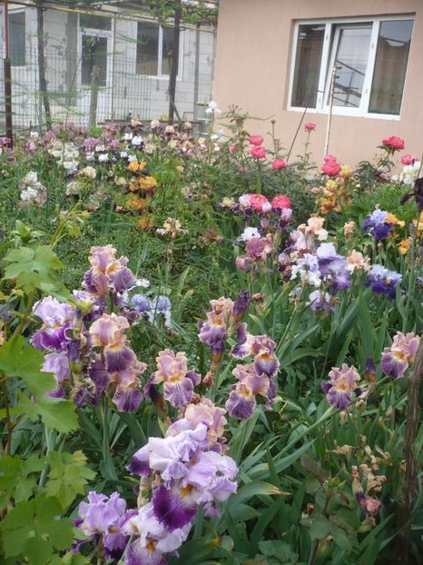 P1410231 - GRADINA 2019