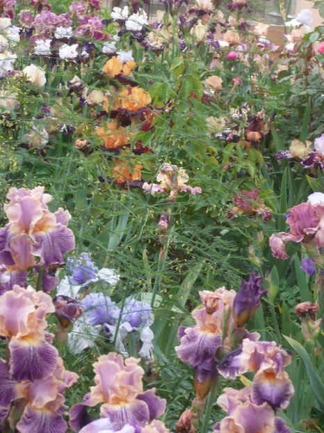 P1410232 - GRADINA 2019