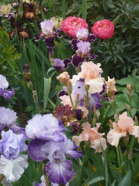 P1410233 - GRADINA 2019