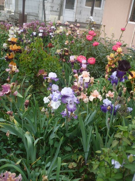 P1410234 - GRADINA 2019