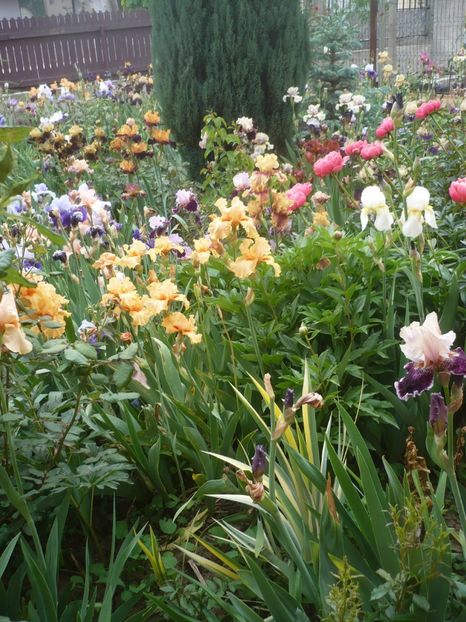 P1410236 - GRADINA 2019