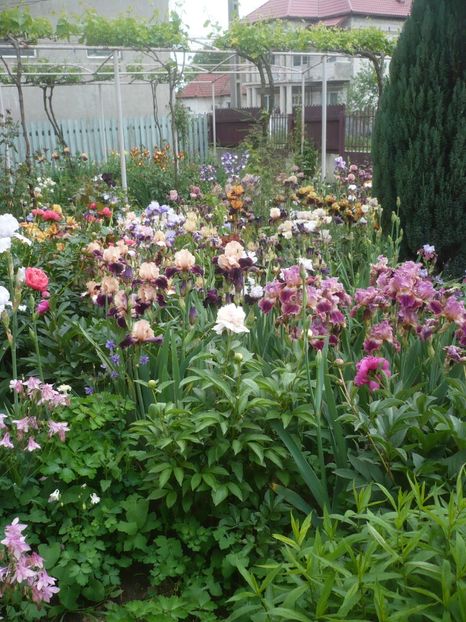 P1410238 - GRADINA 2019