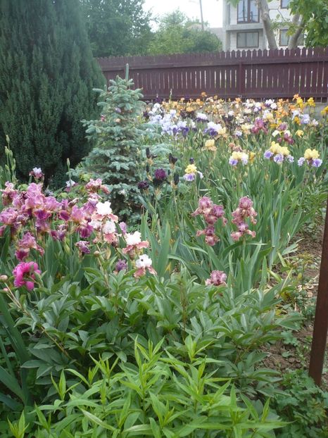 P1410239 - GRADINA 2019