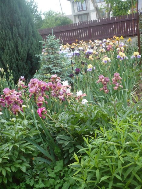 P1410240 - GRADINA 2019