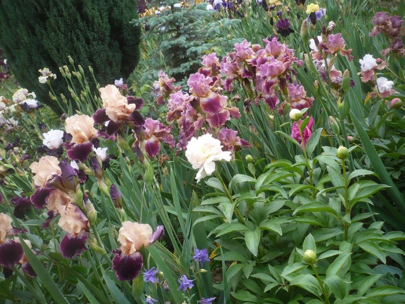 P1410241 - GRADINA 2019