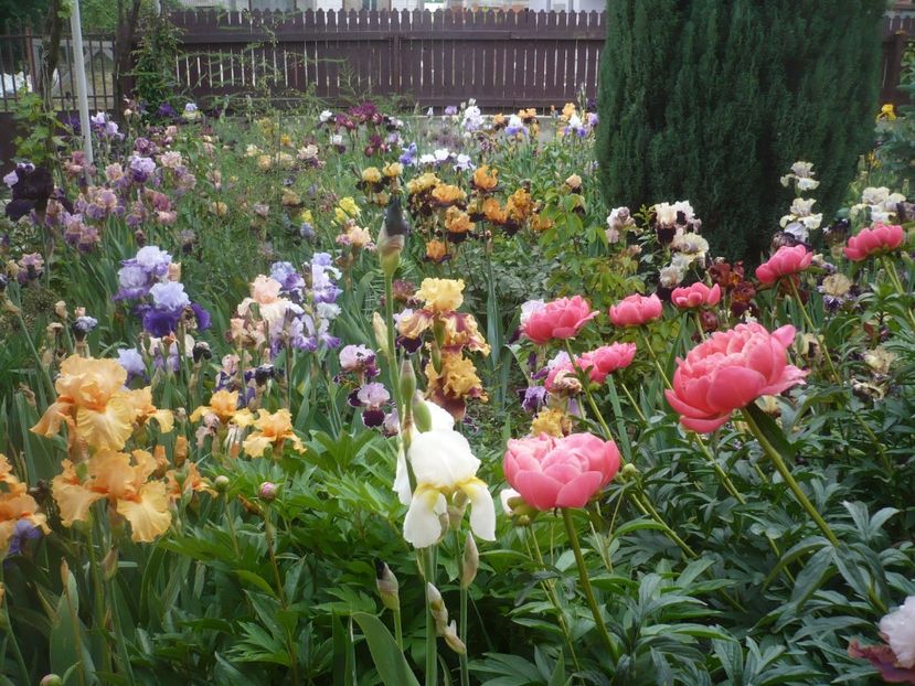 P1410243 - GRADINA 2019