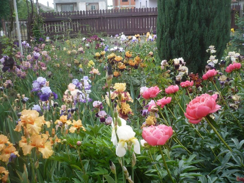 P1410244 - GRADINA 2019