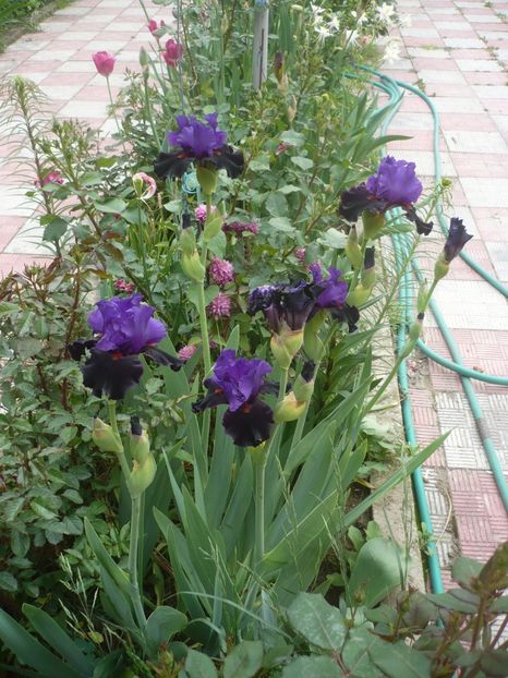 P1410245 - GRADINA 2019