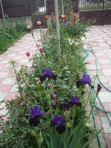 P1410246 - GRADINA 2019