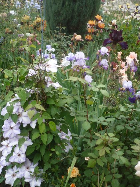 P1410247 - GRADINA 2019