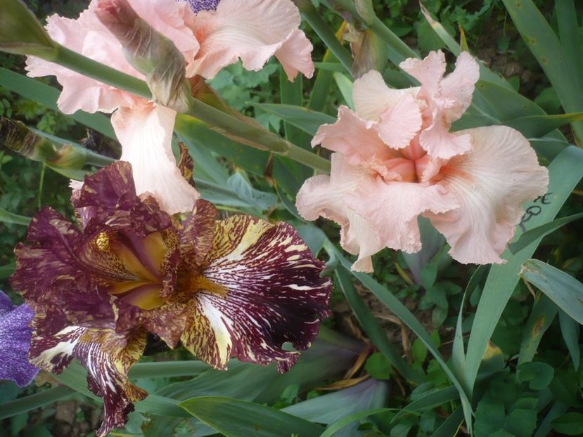 P1410248 - GRADINA 2019