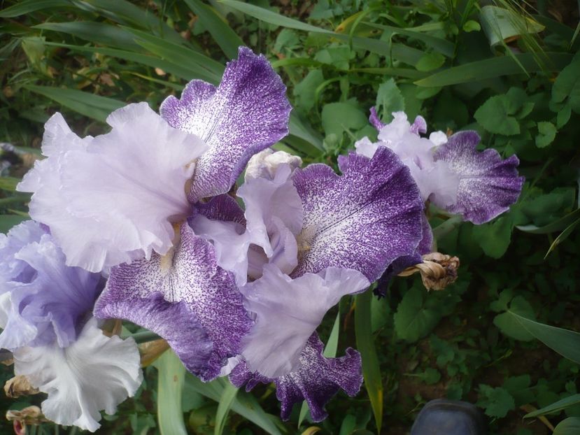 P1410249 - GRADINA 2019