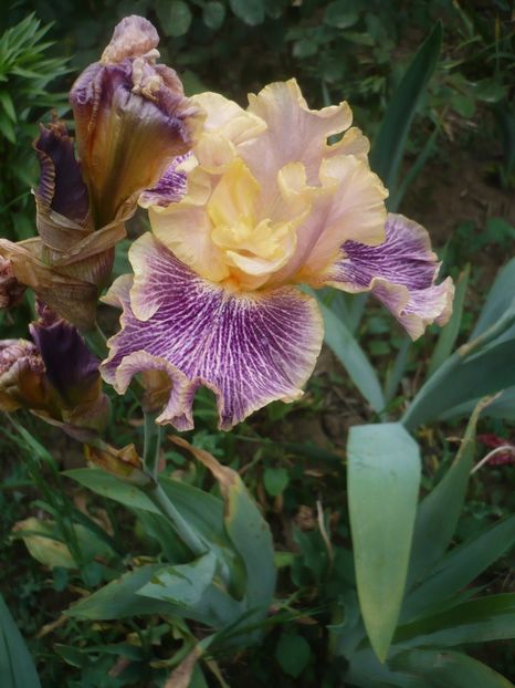 P1410251 - GRADINA 2019