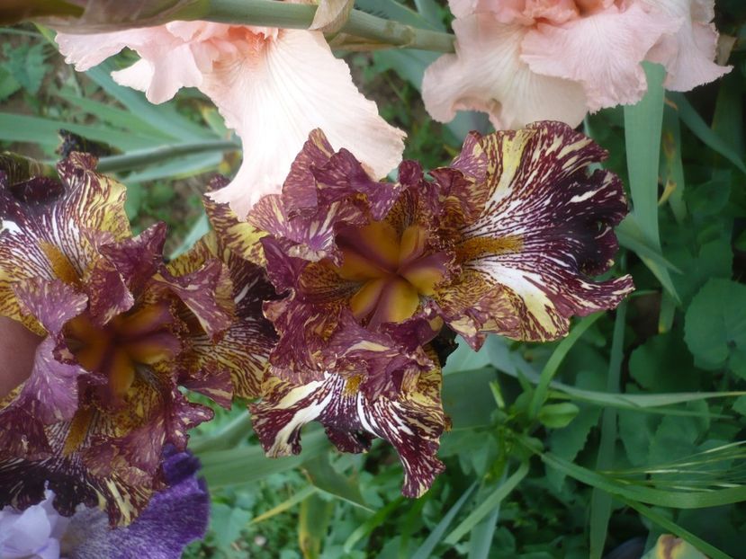 P1410252 - GRADINA 2019