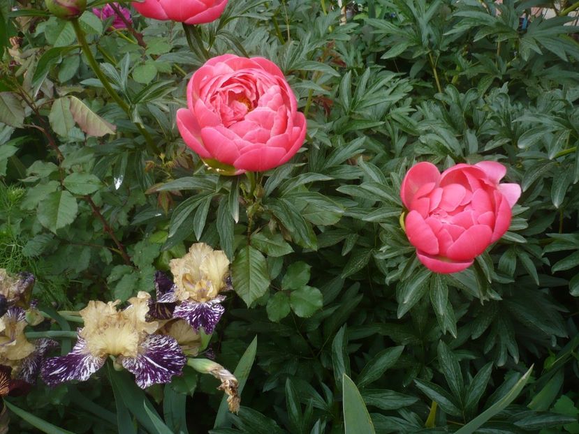 P1410257 - GRADINA 2019