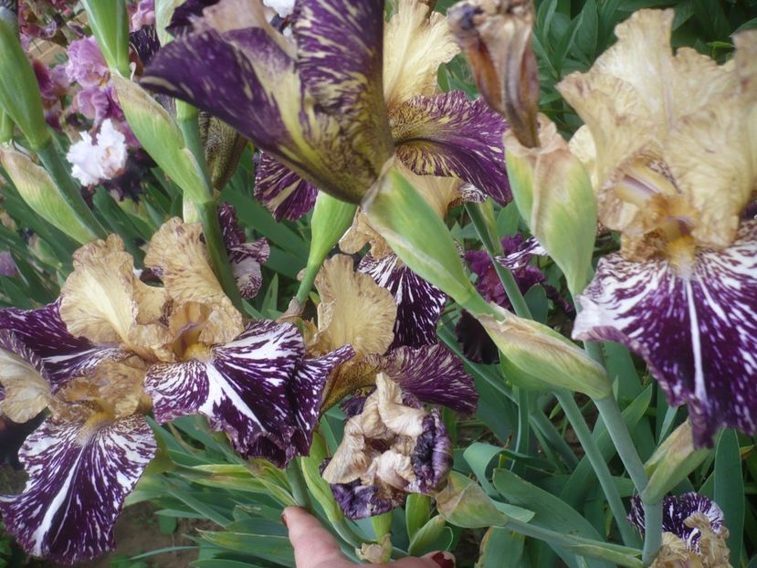 P1410259 - GRADINA 2019