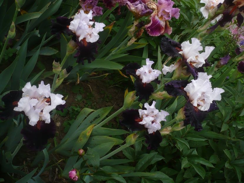 P1410260 - GRADINA 2019