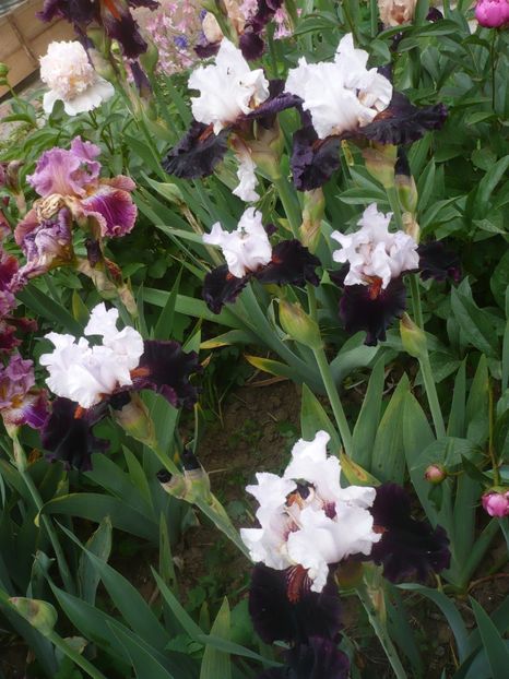 P1410261 - GRADINA 2019