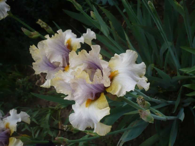 P1410262 - GRADINA 2019