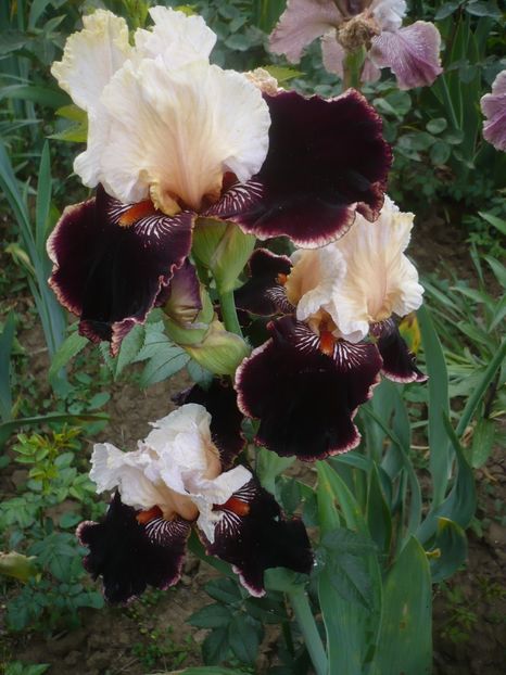 P1410265 - GRADINA 2019