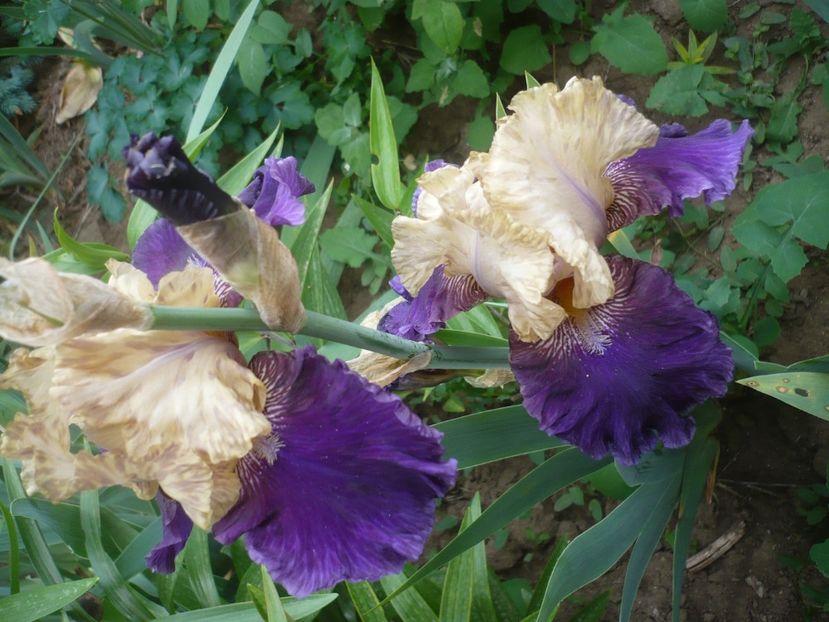 P1410266 - GRADINA 2019