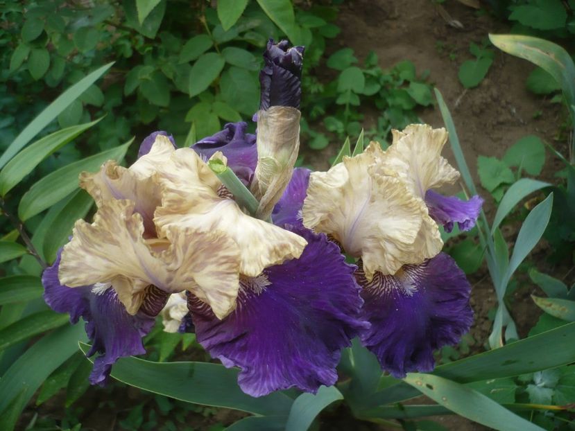 P1410267 - GRADINA 2019