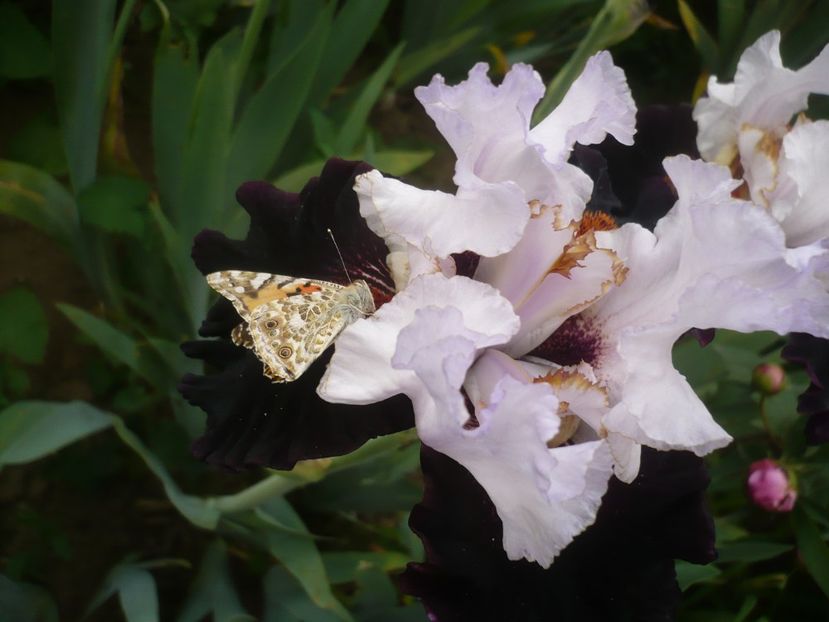 P1410268 - GRADINA 2019