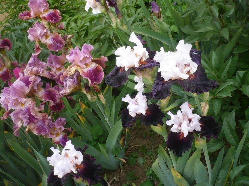 P1410269 - GRADINA 2019