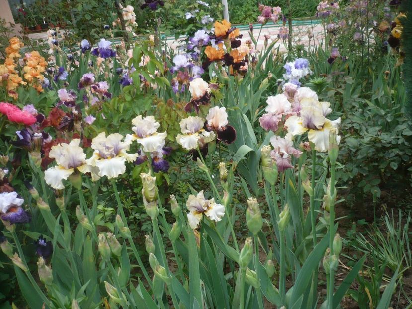 P1410271 - GRADINA 2019