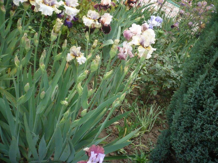 P1410272 - GRADINA 2019