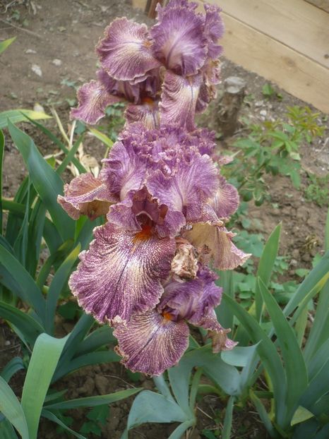 P1410274 - GRADINA 2019