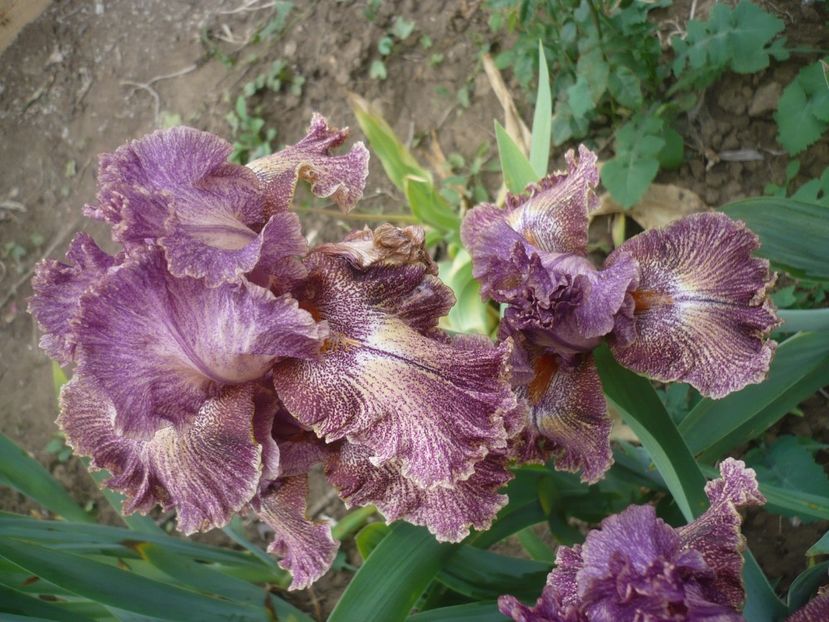 P1410276 - GRADINA 2019