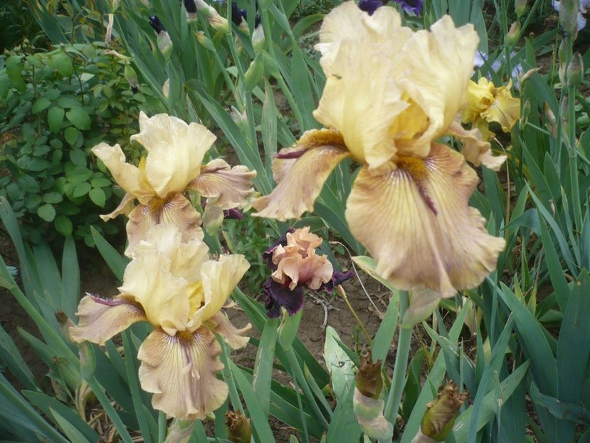 P1410281 - GRADINA 2019