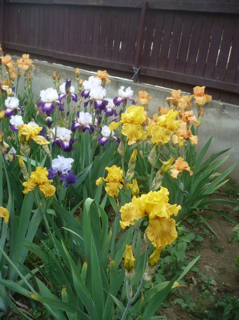 P1410283 - GRADINA 2019