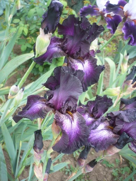 P1410285 - GRADINA 2019